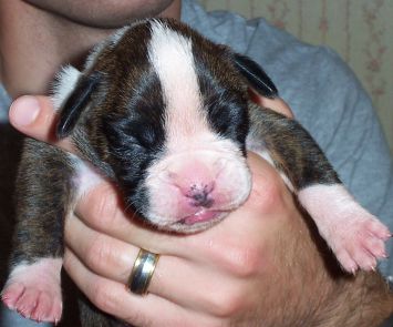 Puppy 1