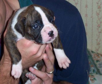 Puppy 1