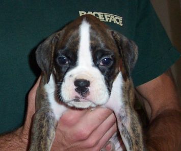 Puppy 1