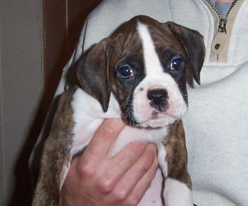 Puppy 1