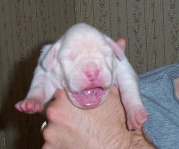 Puppy 2