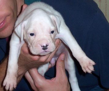 Puppy 2