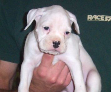 Puppy 2