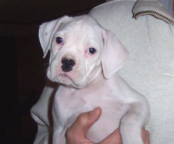 Puppy 2