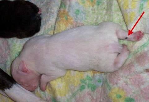 Puppy #2