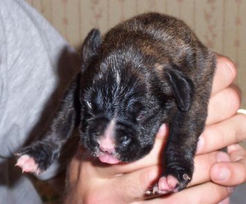 Puppy 3