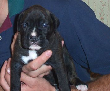 Puppy 3
