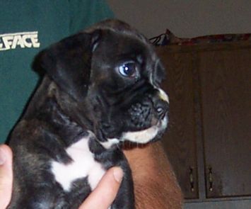 Puppy 3