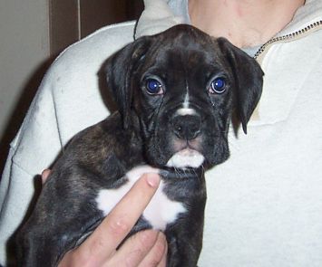 Puppy 3