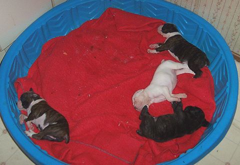 Three Weeks Old