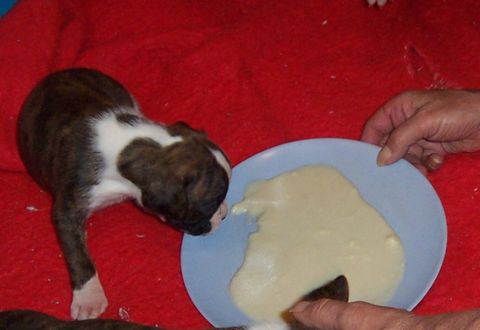 First Meal