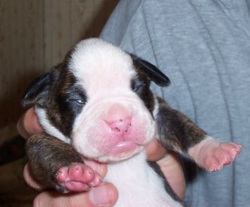 Puppy 4