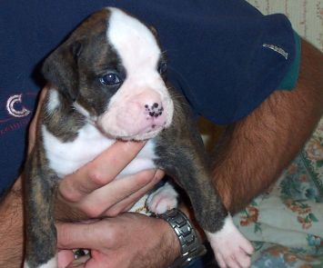 Puppy 4