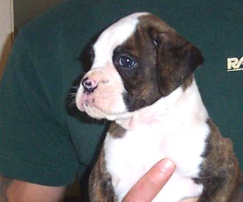 Puppy 4