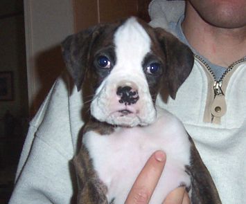 Puppy 4