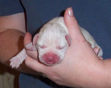 Puppy 2