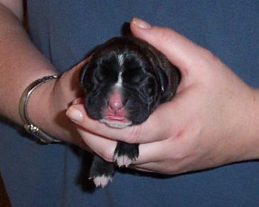 Puppy 3