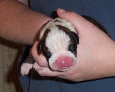 Puppy 4